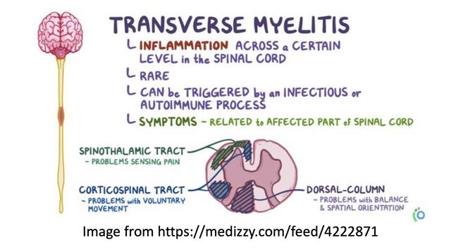 Living With Transverse Myelitis: How the Right Mobility Support Changes Everything